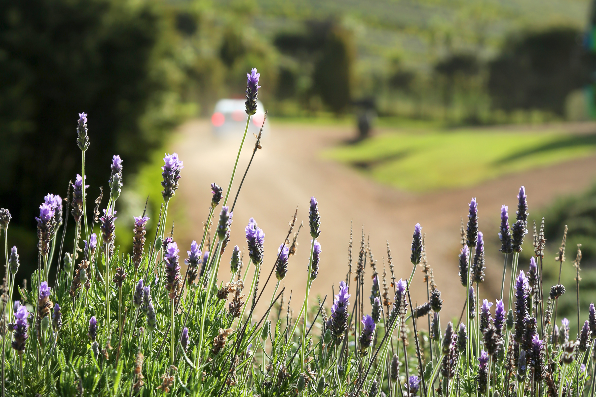 waiheke island_01.webp
